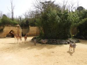 Girafe d'Afrique centrale - Zèbre de Grévy