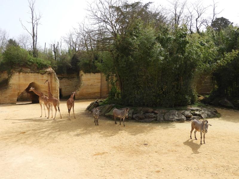 Girafe d'Afrique centrale - Zèbre de Grévy
