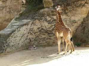 Girafe d'Afrique centrale