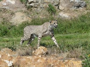 Guépard
