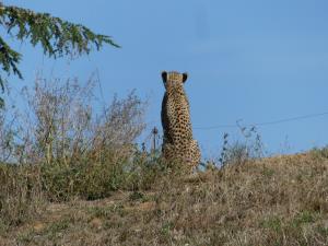 Guépard