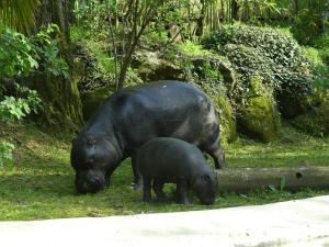 Hippopotame pygmée