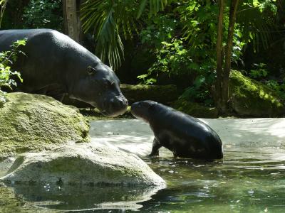 Hippopotame pygmée - 2023