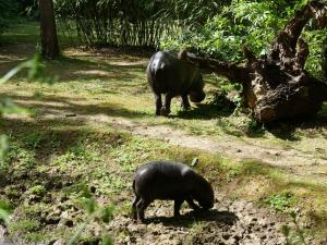 Hippopotame pygmée