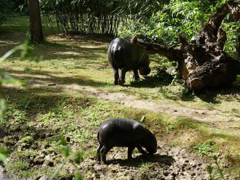 Hippopotame pygmée