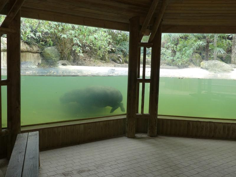 Hippopotame pygmée