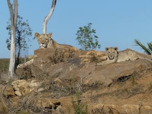 Lion
