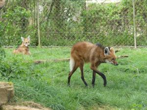 Loup à crinière