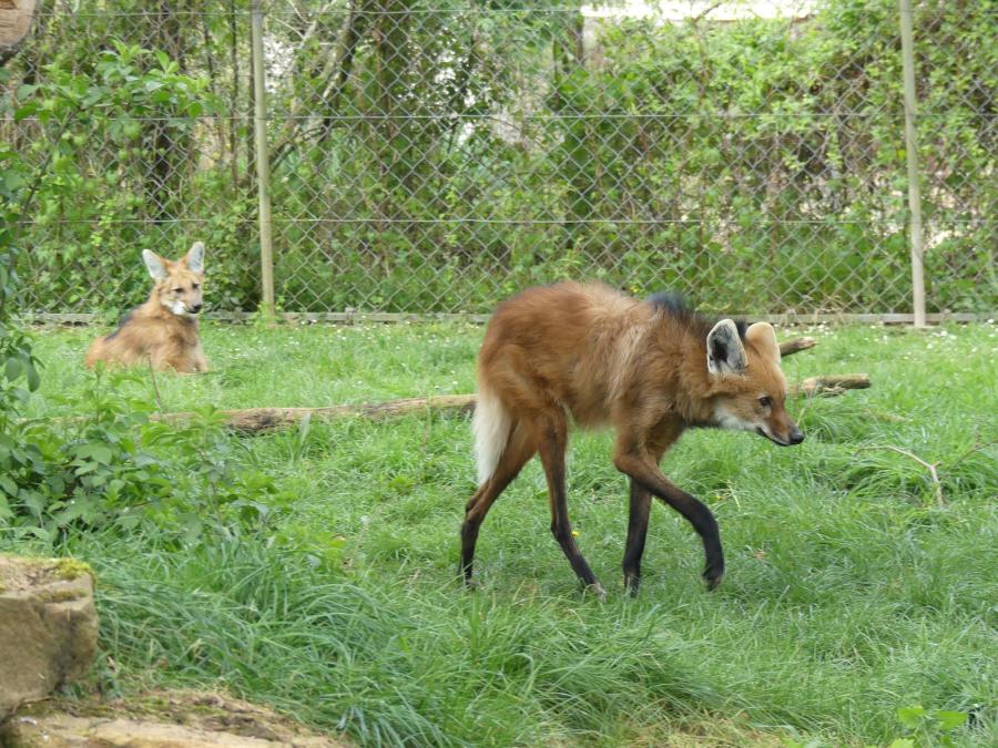 Loup à crinière