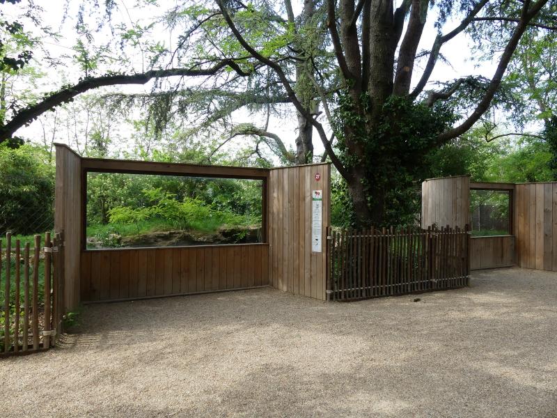 Loup à crinière - 2023