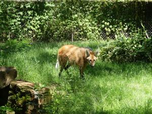Loup à crinière
