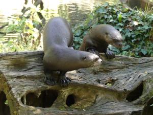 Loutre géante