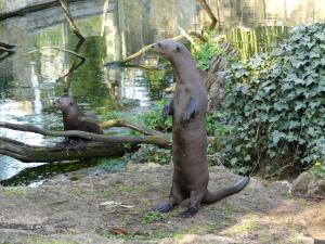 Loutre géante