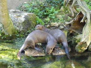 Loutre géante