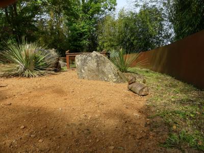 Mangouste naine - 2023