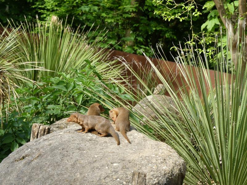 Mangouste naine - 2023