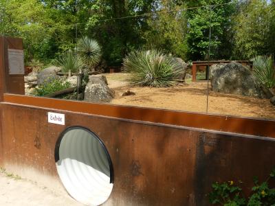 Mangouste naine - 2023