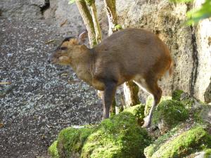 Muntjac de Reeve