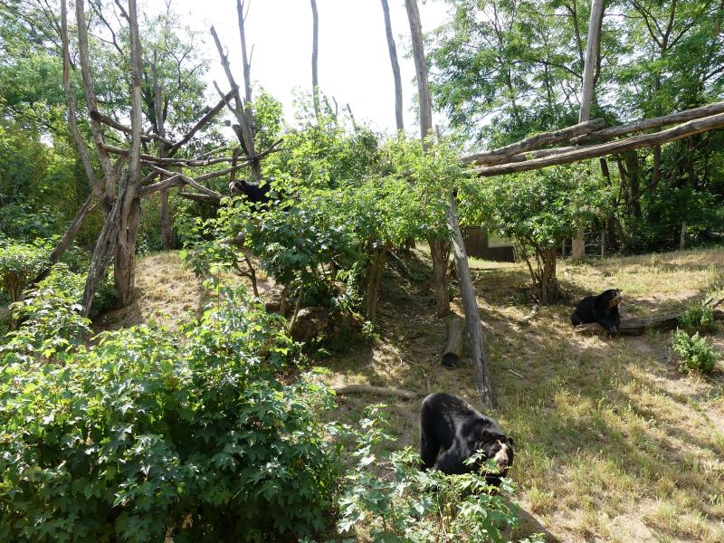 Ours à lunettes - 2023