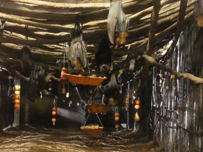 Roussette de Lyle - 2023