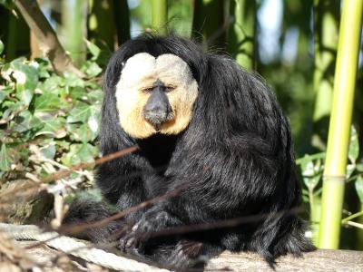 Saki à face blanche - 2023