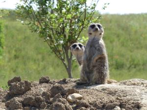 Suricate