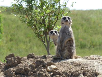 Suricate - 2023