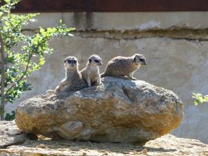 Suricate