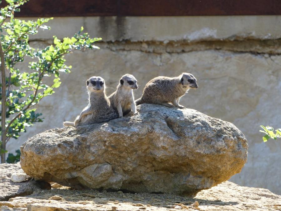 Suricate