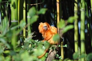 Tamarin lion doré