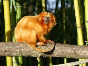 Tamarin lion dorée