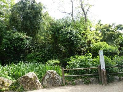 Tamarin pinché - 2023