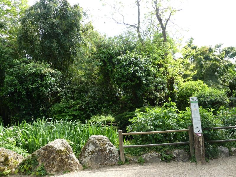 Tamarin pinché - 2023