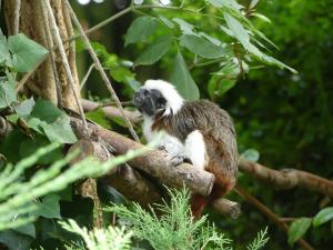 Tamarin pinché