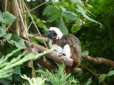 Tamarin pinché - 2023