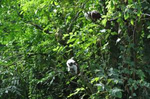 Tamarin pinché