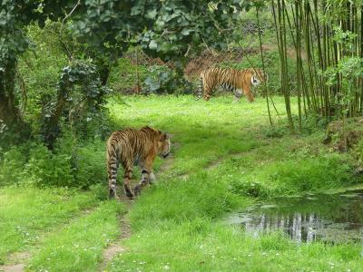 Tigre de Sumatra - 2023