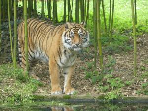 Tigre de Sumatra