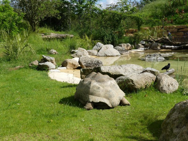 Tortue géante des Seychelles