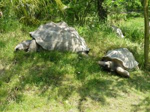 Tortue géante des Seychelles