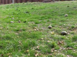 Tortue grecque