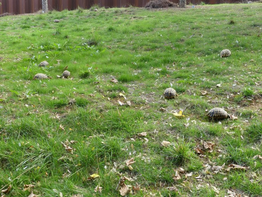 Tortue grecque