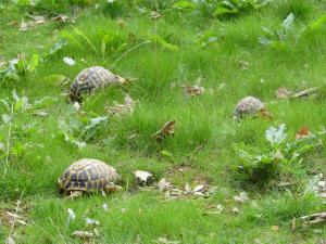 Tortue grecque