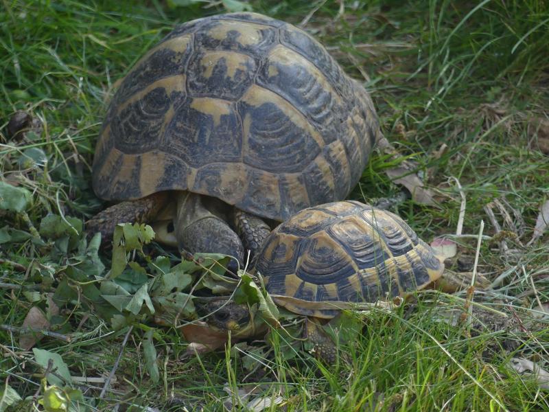 Tortue grecque - 2023