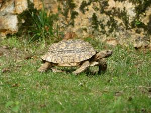 Tortue léopard