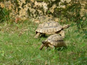 Tortue léopard