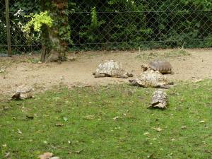 Tortue léopard
