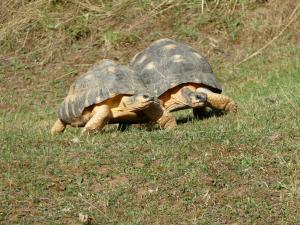 Tortue radiée