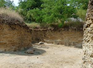 Tortue sillonnée