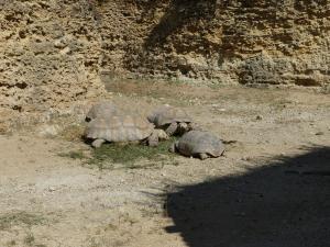 Tortue sillonnée